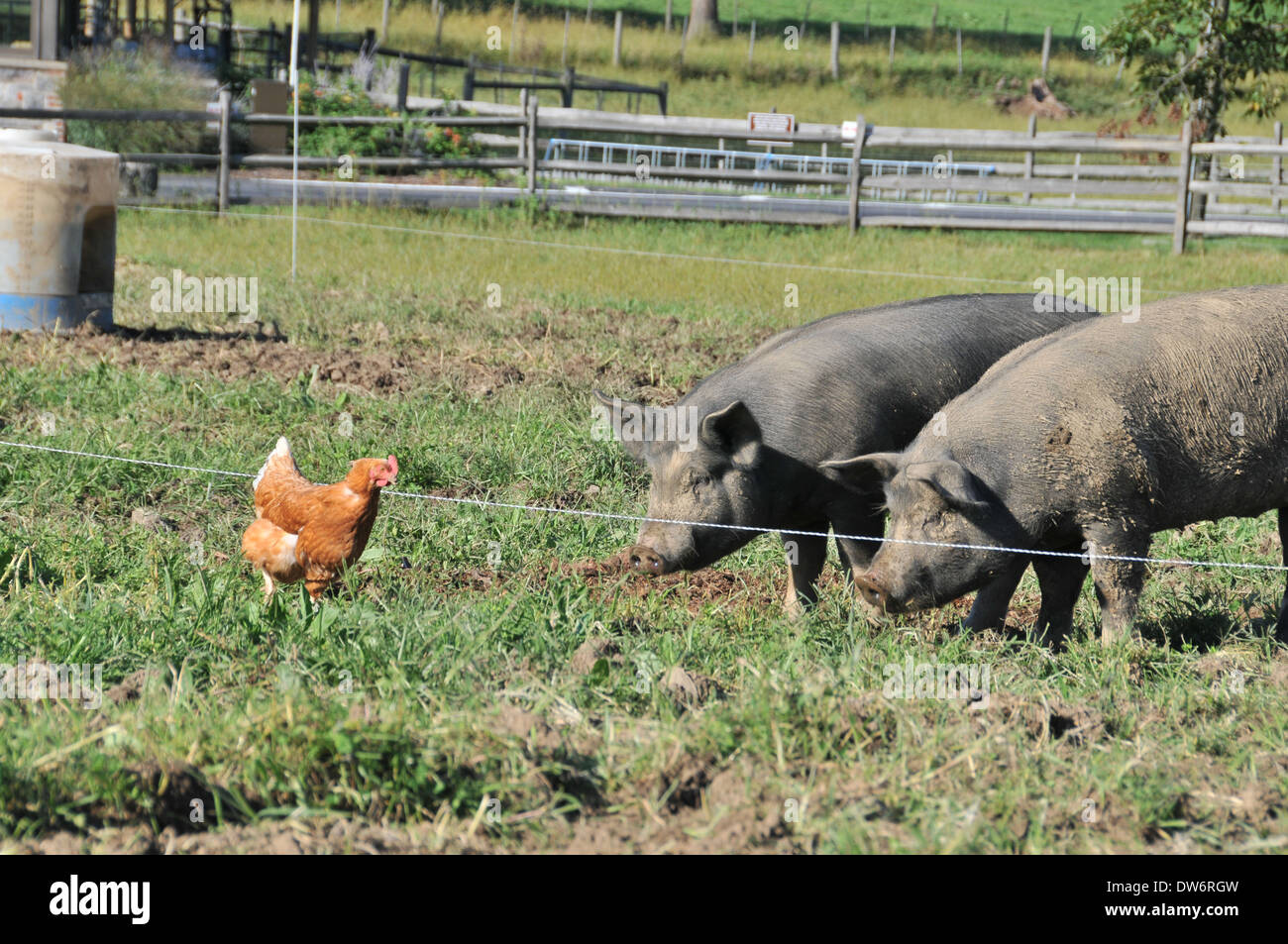 Pig And Chicken Farm Stock Photos & Pig And Chicken Farm Stock Images