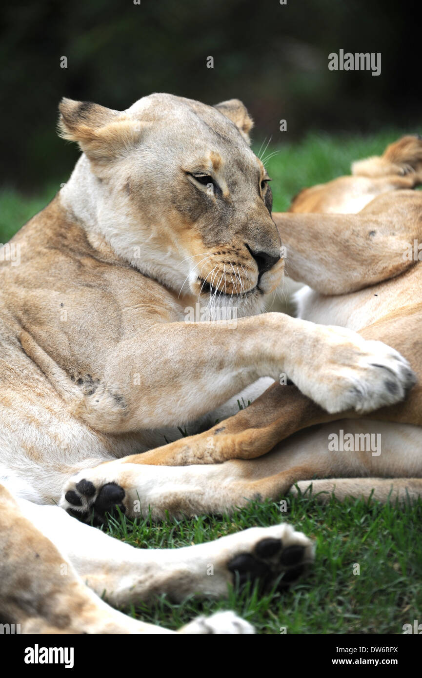 Beautiful shot male lion hi-res stock photography and images - Alamy