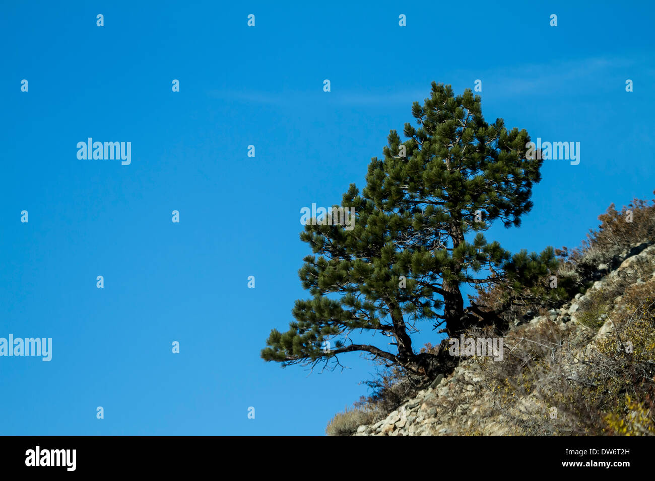 Tree on cliff, Eastern Sierra Nevada Mountains, California Stock Photo
