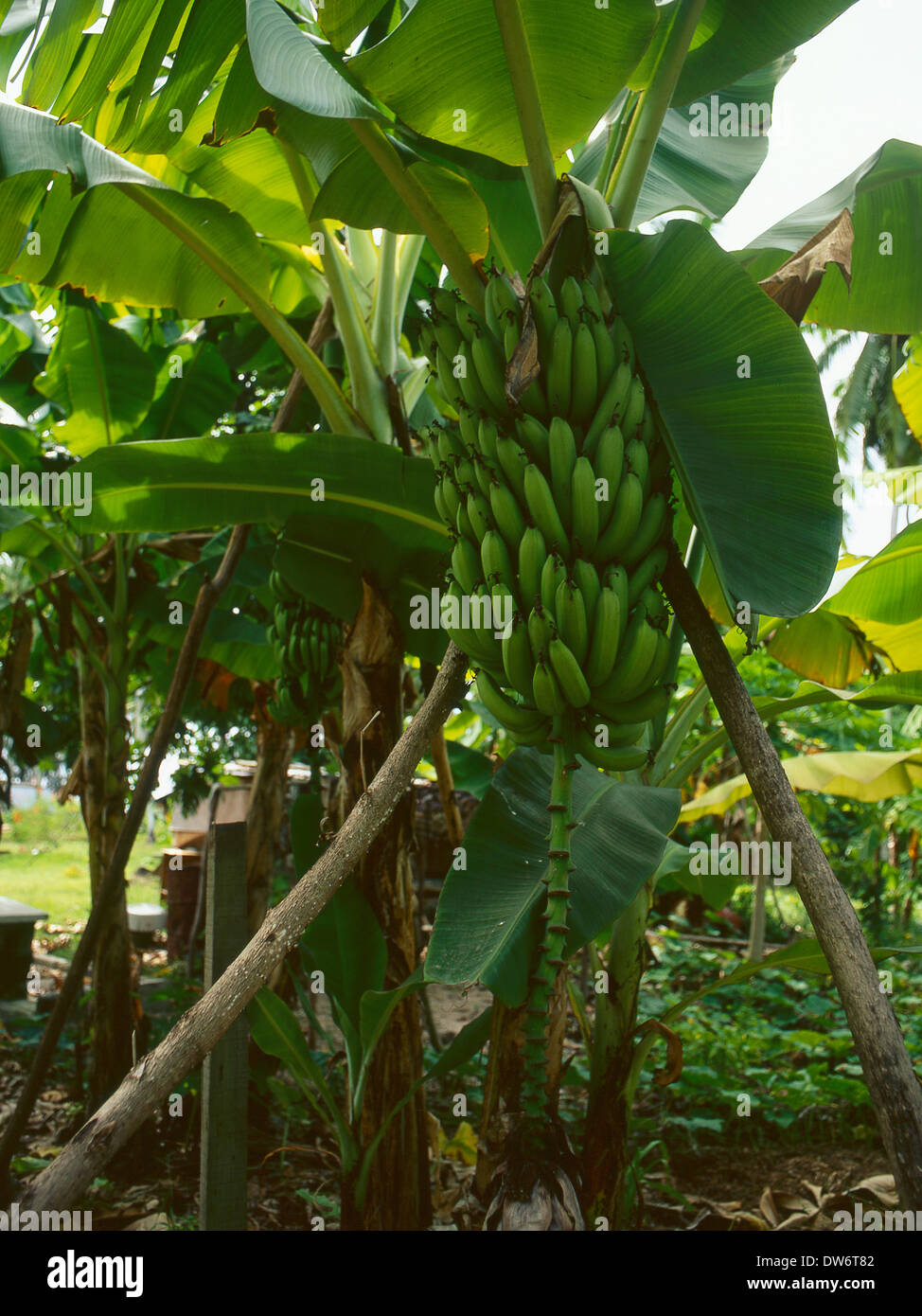 Banana Plant fruiting Stock Photo Alamy