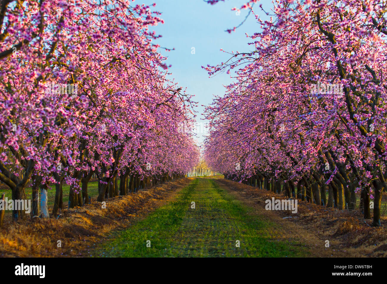 Peach orchards in bloom near Marysville, California Stock Photo Alamy