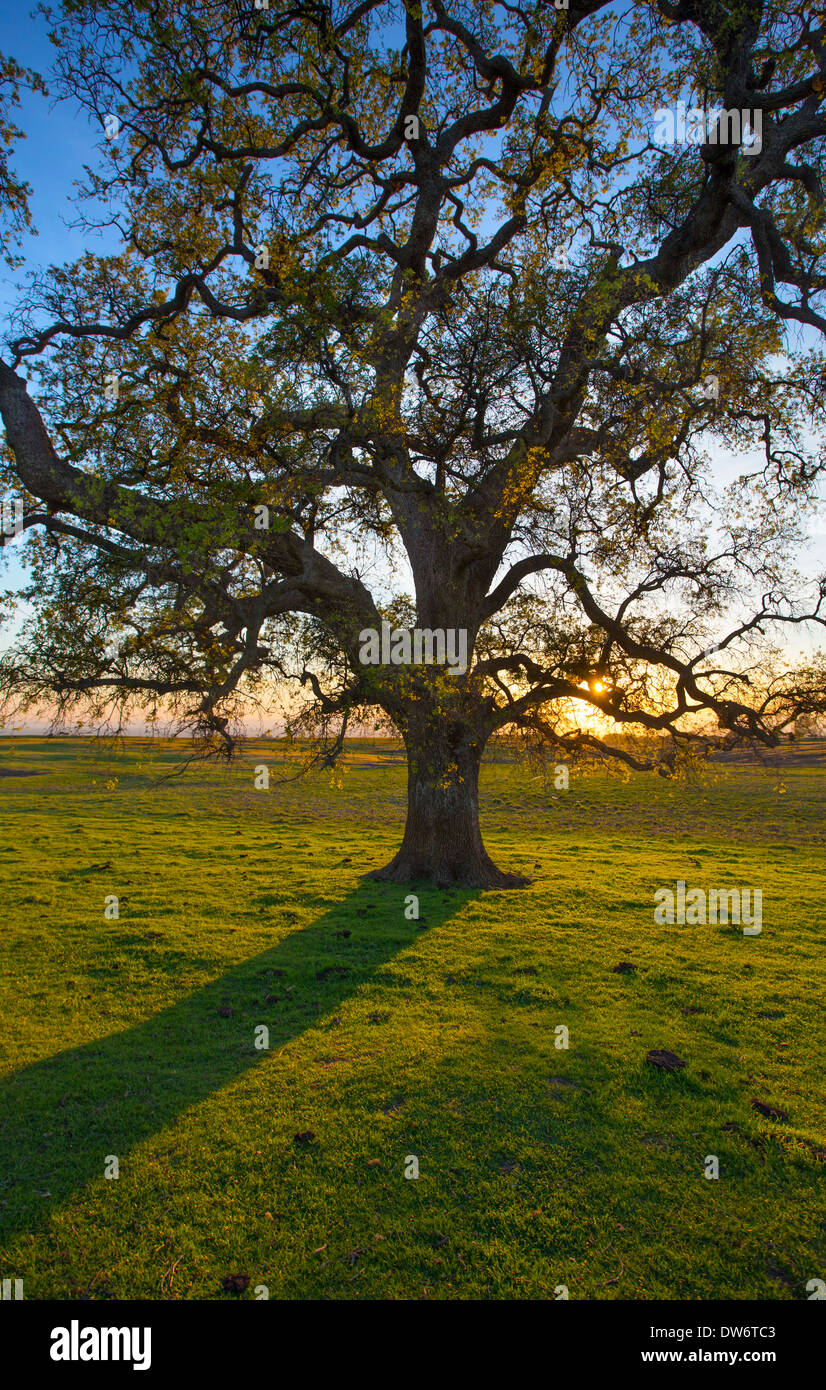 A lone oak tree at sunset Stock Photo - Alamy