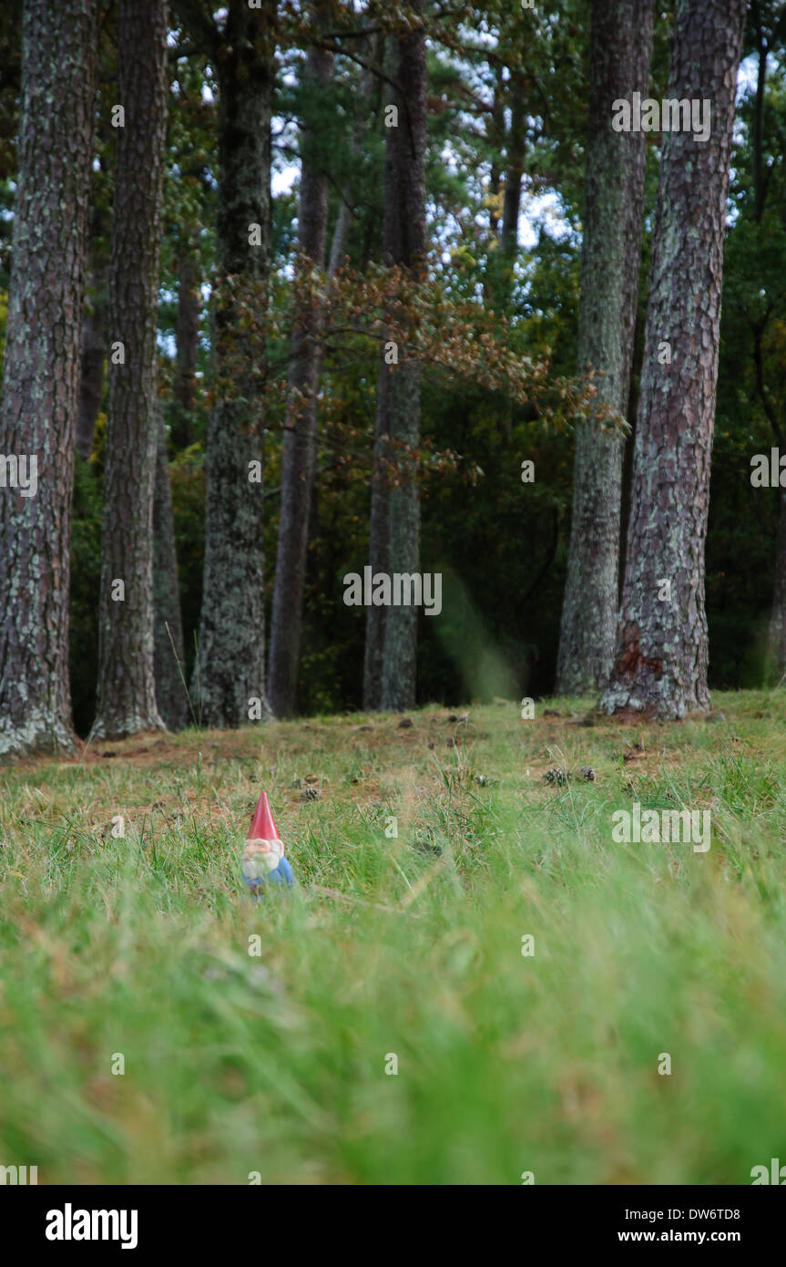 Small garden gnome hiding in grass in pine forest Stock Photo