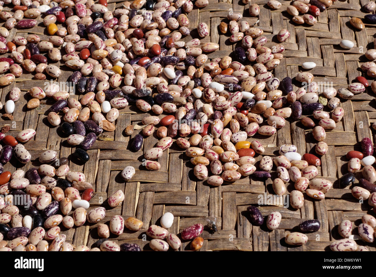 Beans drying in the village of Deng in the Gorkha region of Nepal. Stock Photo