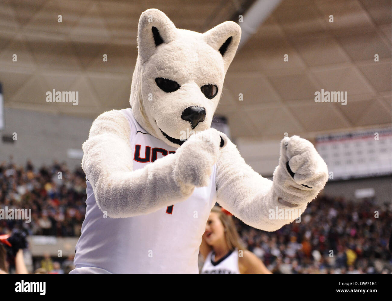 Storrs, CT, USA. 1st March 2014.  The UConn mascot Johnathan performs in a timeout during the 2nd half of the NCAA womens basketball game between Rutgers and Connecticut at Gampel Pavilion in Storrs, CT. UConn beat Rutgers in a final conference game between the two schools 72-35. Bill Shettle / Cal Sport Media. Stock Photo