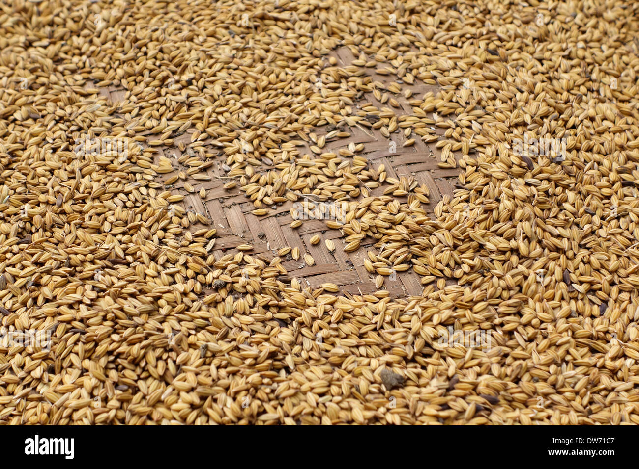 Barley kernals harvested in the Gorkha region of Nepal. Stock Photo