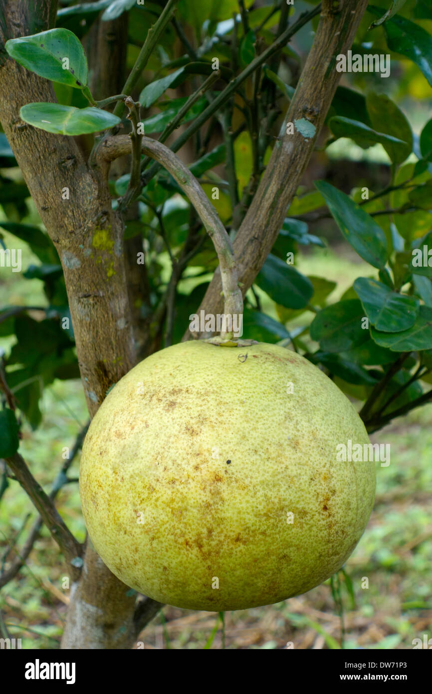 Pomelo growing in a small orchard in Northern Thailand Stock Photo