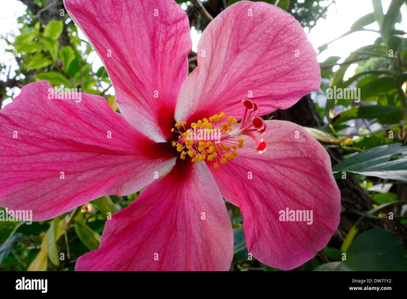 Northern thailand flower hi-res stock photography and images - Alamy