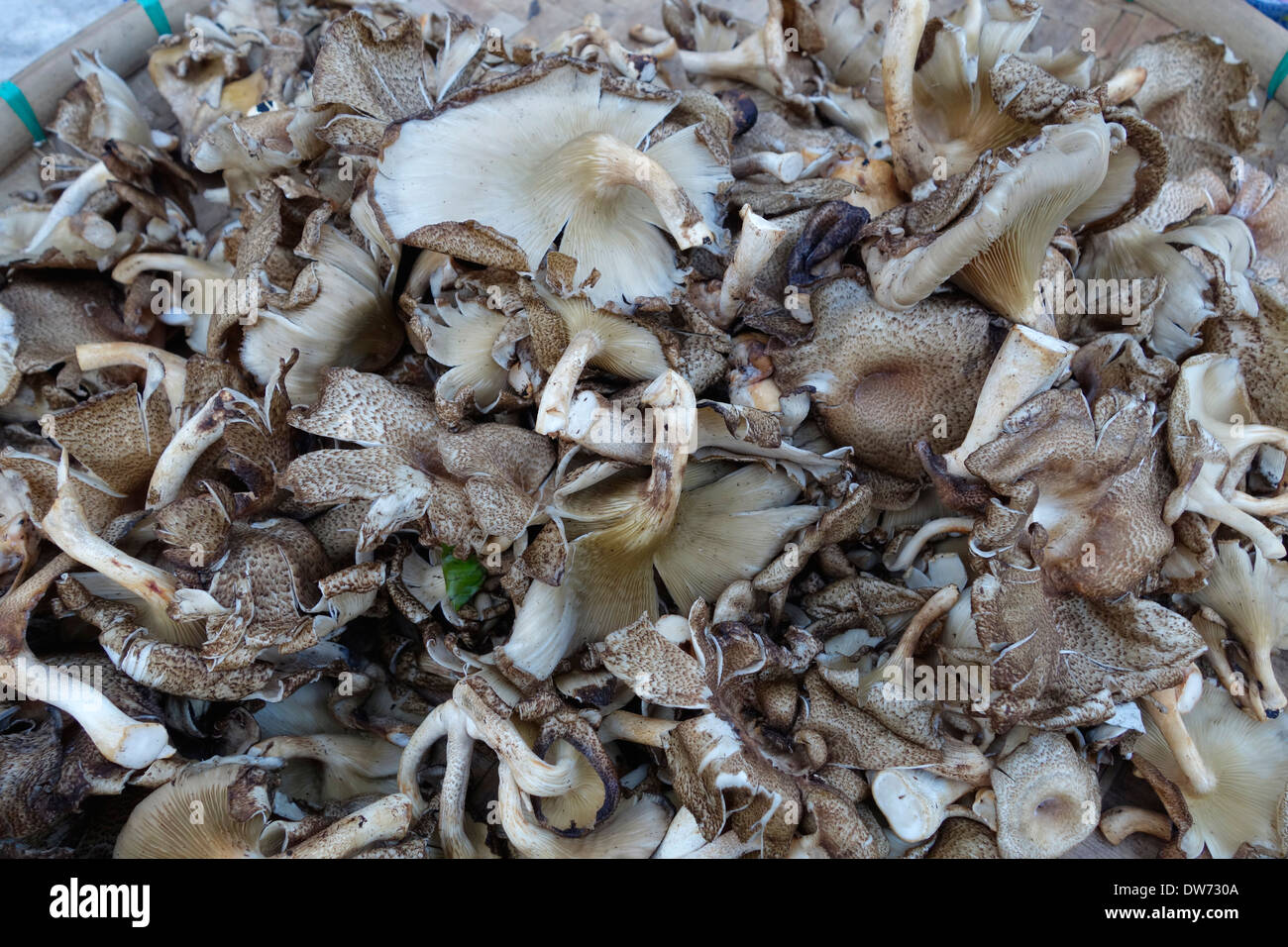 Intim soch turmagi fotosurati shaxsiy