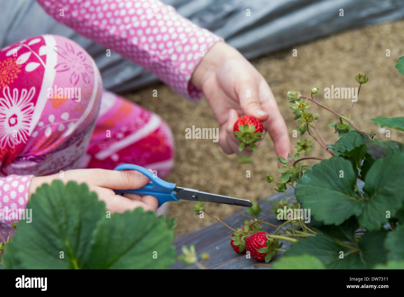 Young girl picking strawberries from patch Stock Photo - Alamy