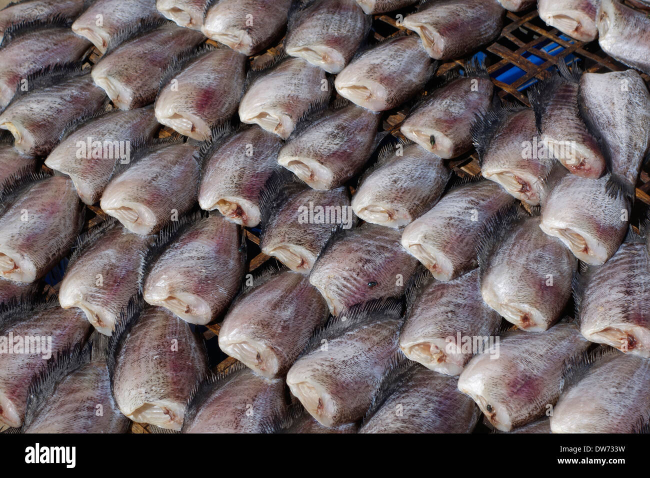Fresh fish for sale at the Tuesday market in Chiang Dao, Thailand Stock ...