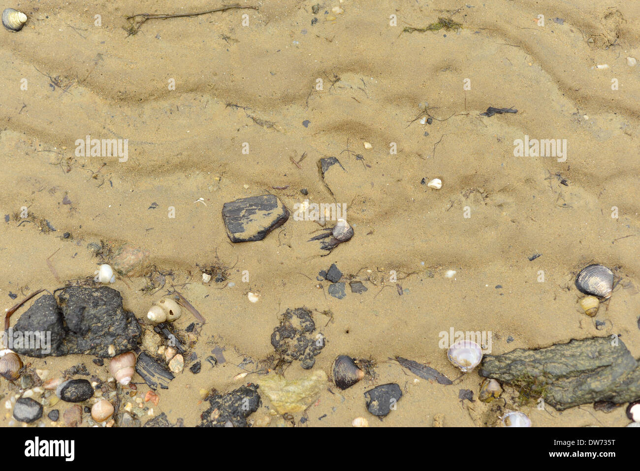 Sand stones shells texture hi-res stock photography and images - Alamy