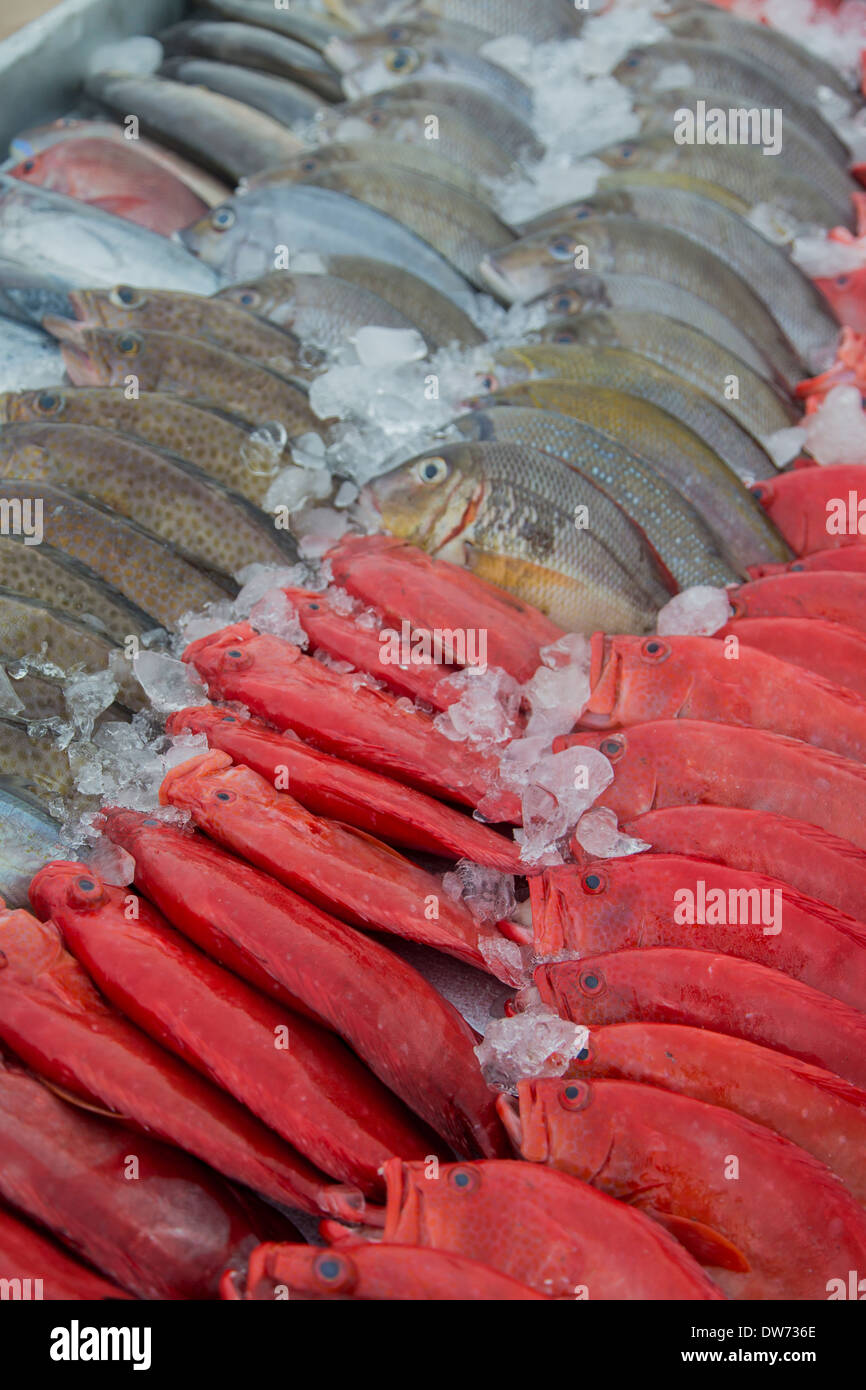 Purchasing seafood hires stock photography and images Alamy
