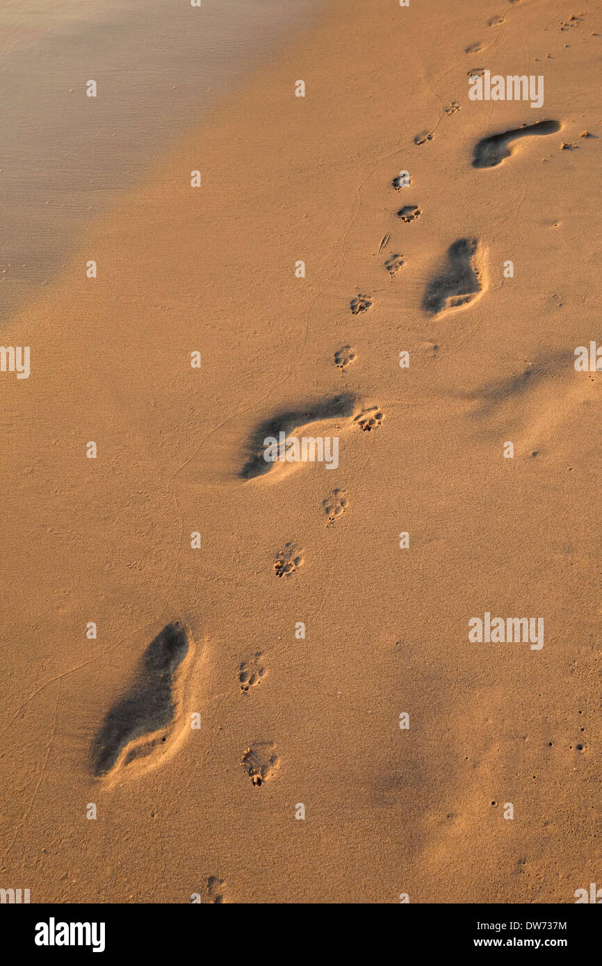 Human footprints and dog paw prints in the sand of beach on Koh Kood, Thailand Stock Photo