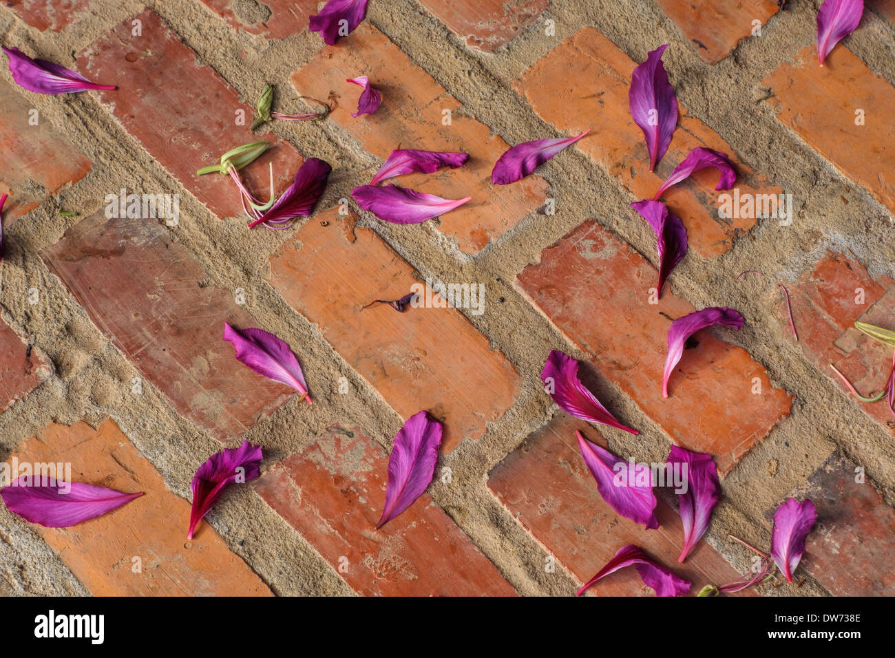 Flower pedals from a Purple Bauhinia, or Orchid tree, on bricks in Purple Bauhinia, Laos. Stock Photo