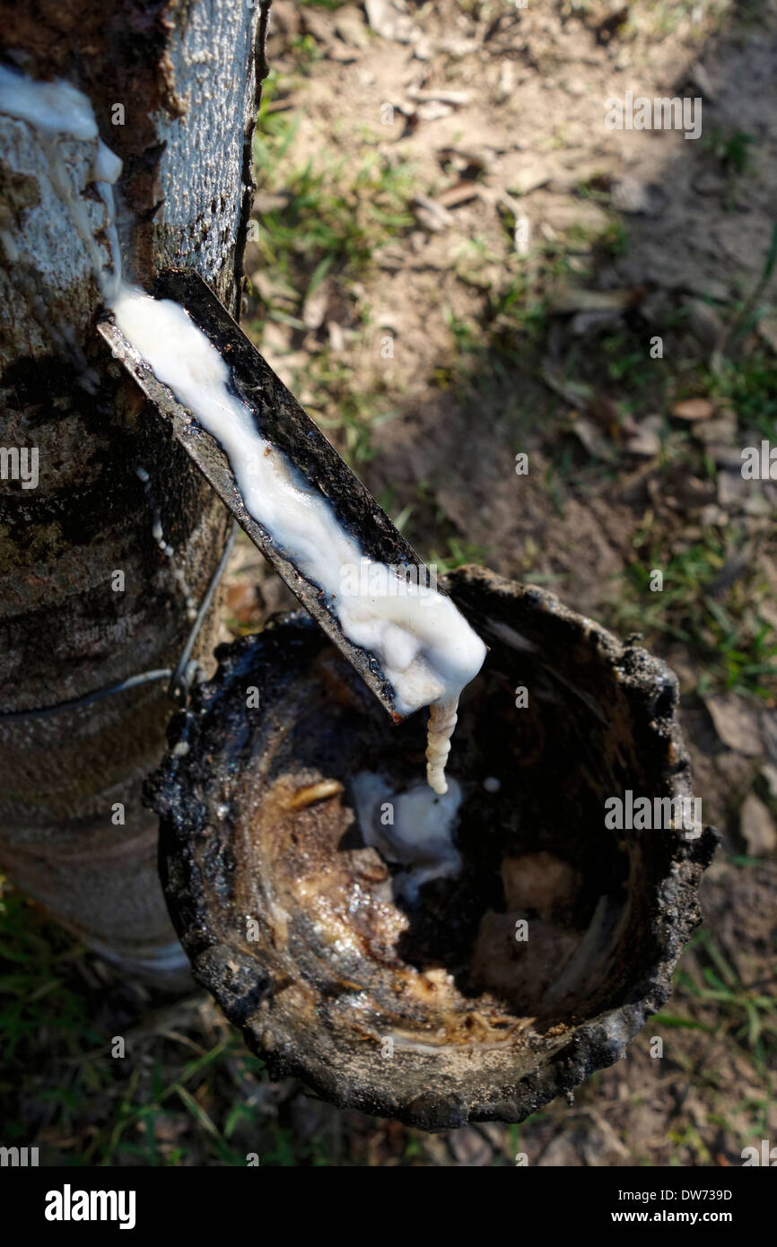 Rubber tapping on Koh Kood Island, Thailand. Stock Photo