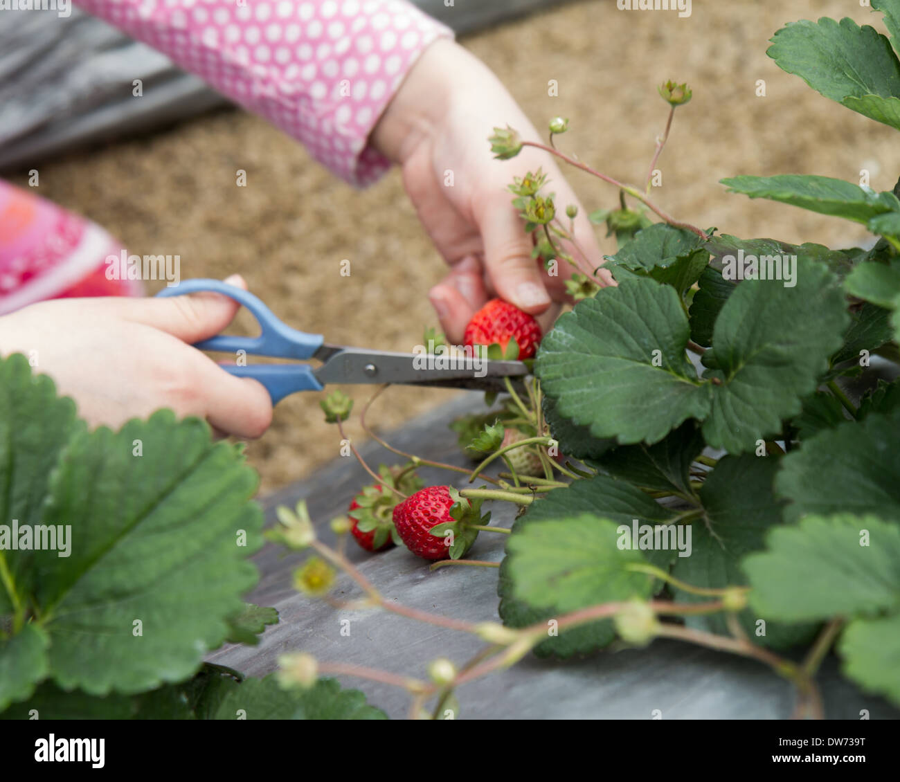 Young girl picking strawberries from patch Stock Photo - Alamy