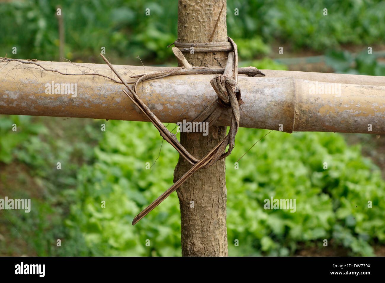 Bamboo fence protecting a garden next to the Nam Lik River in Laos. Stock Photo