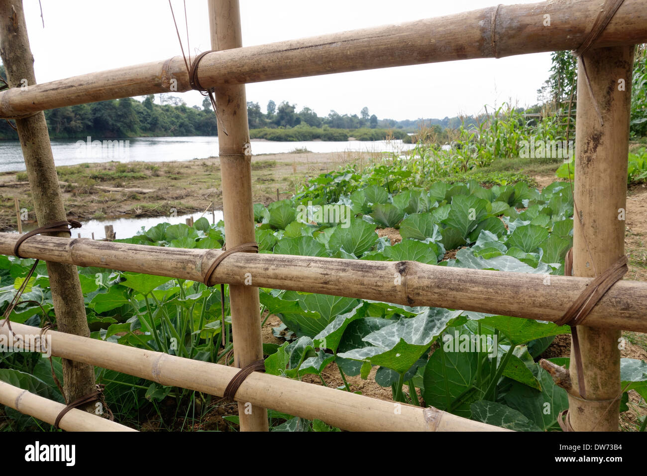 Bamboo fence protecting a garden next to the Nam Lik River in Laos. Stock Photo