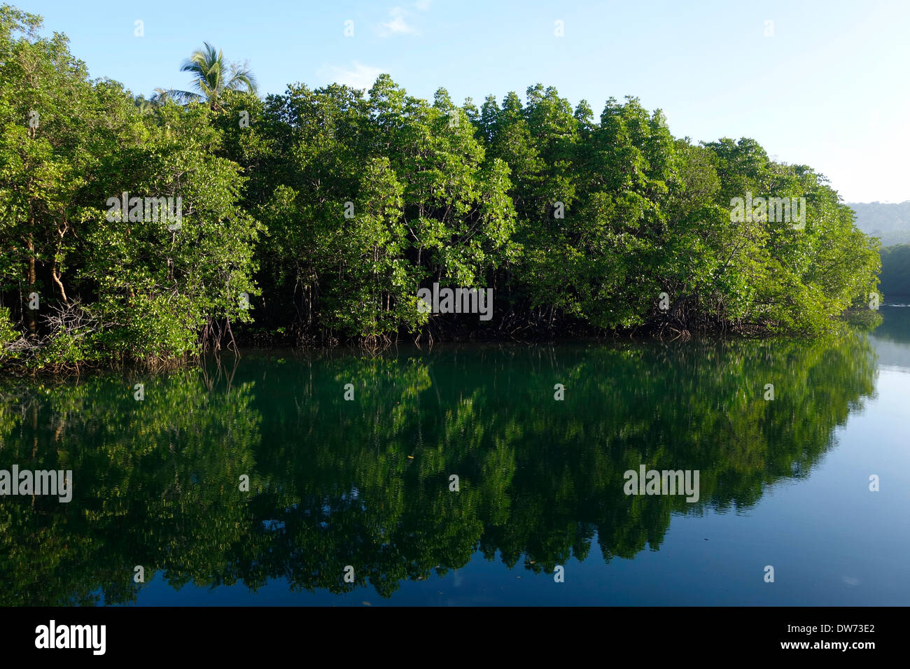 Mangrove forest in an intertidal zone of Koh Kood, Thailand. Stock Photo