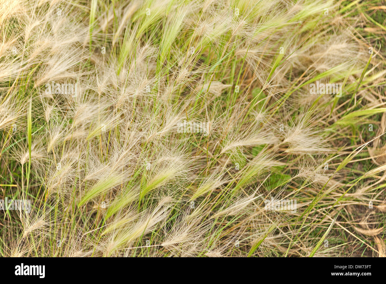 Nature background dry grass hi-res stock photography and images - Alamy