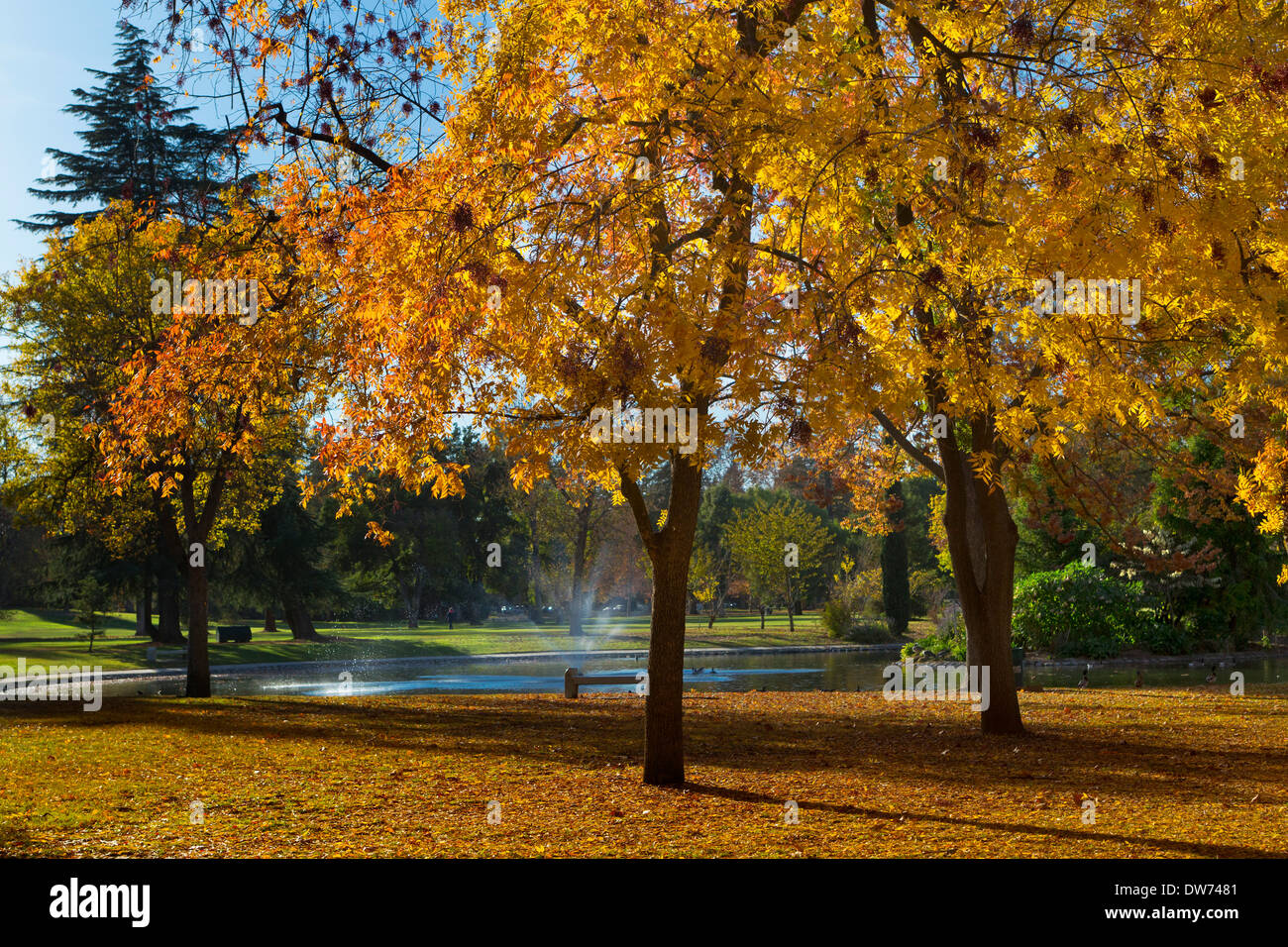 Fall colors in William Land Park, Sacramento, California Stock Photo