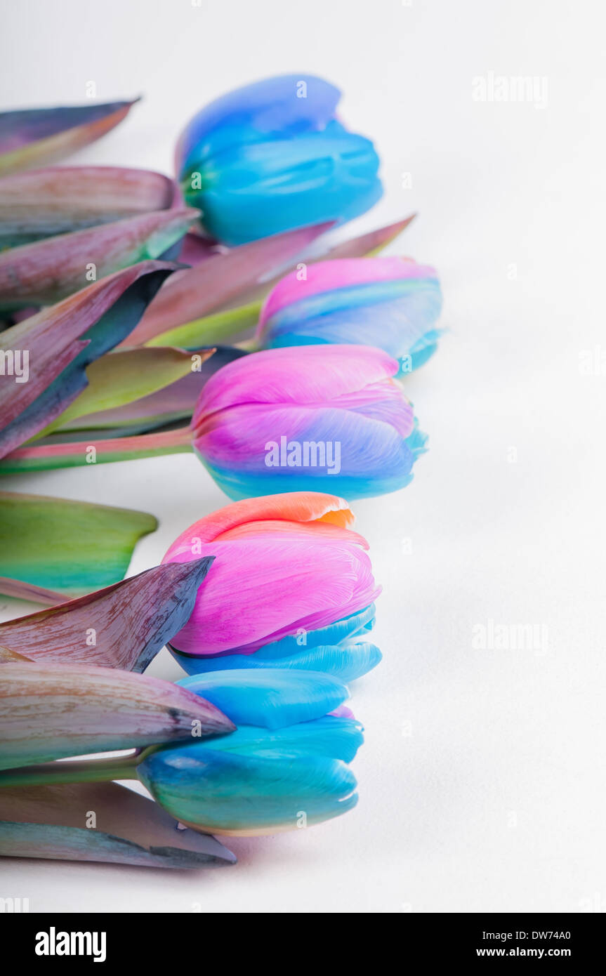 Vertical shoot of multi colored tulips Stock Photo
