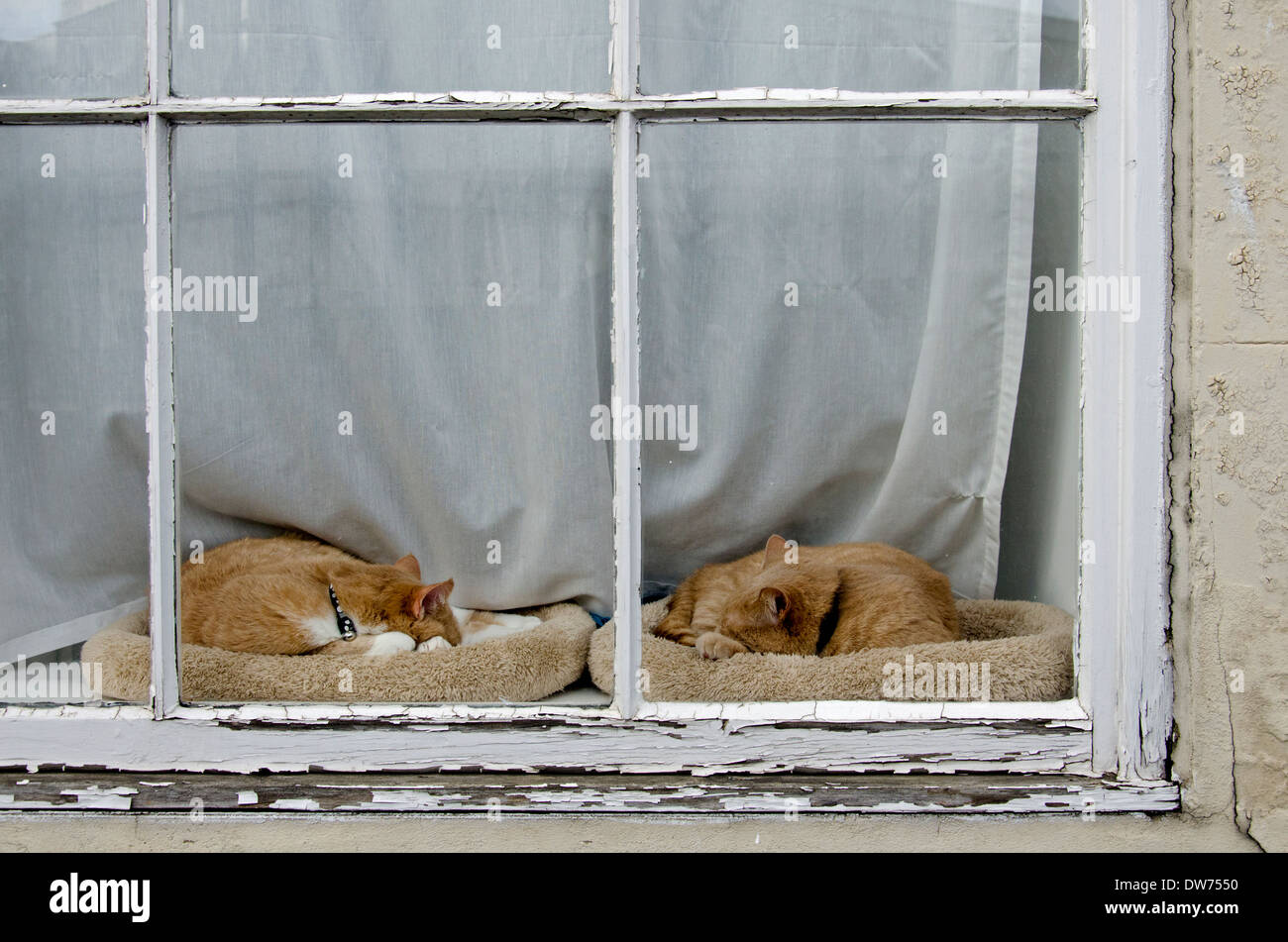 Two large orange cats sleeping on a windowsill. Stock Photo