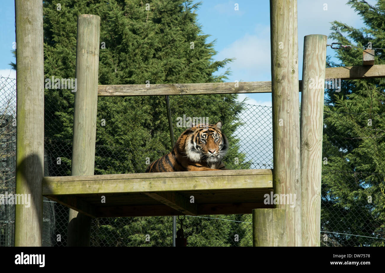 Tiger at Chessington Zoo -2 Stock Photo