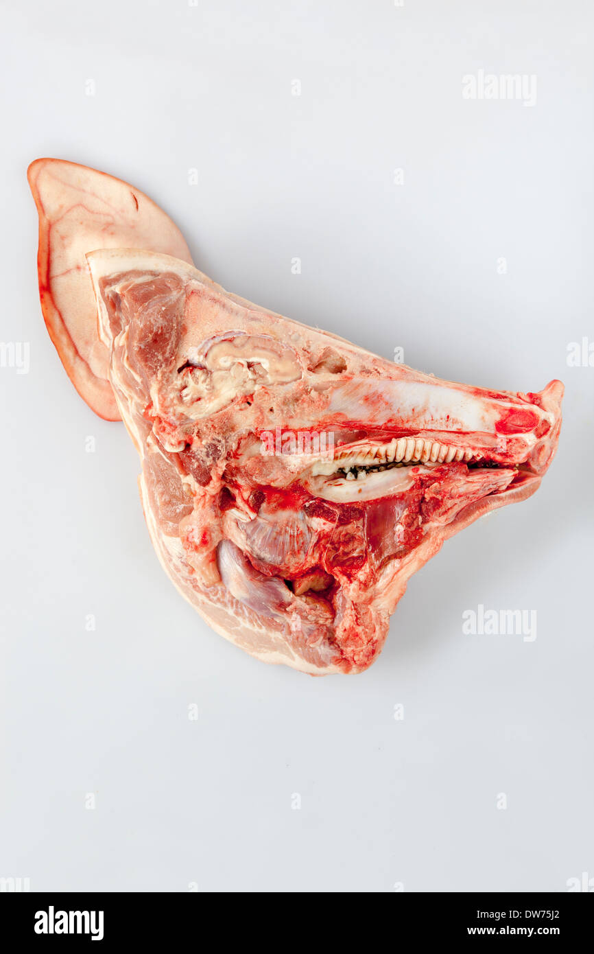 Pigs Head Cut in Half on white background Stock Photo