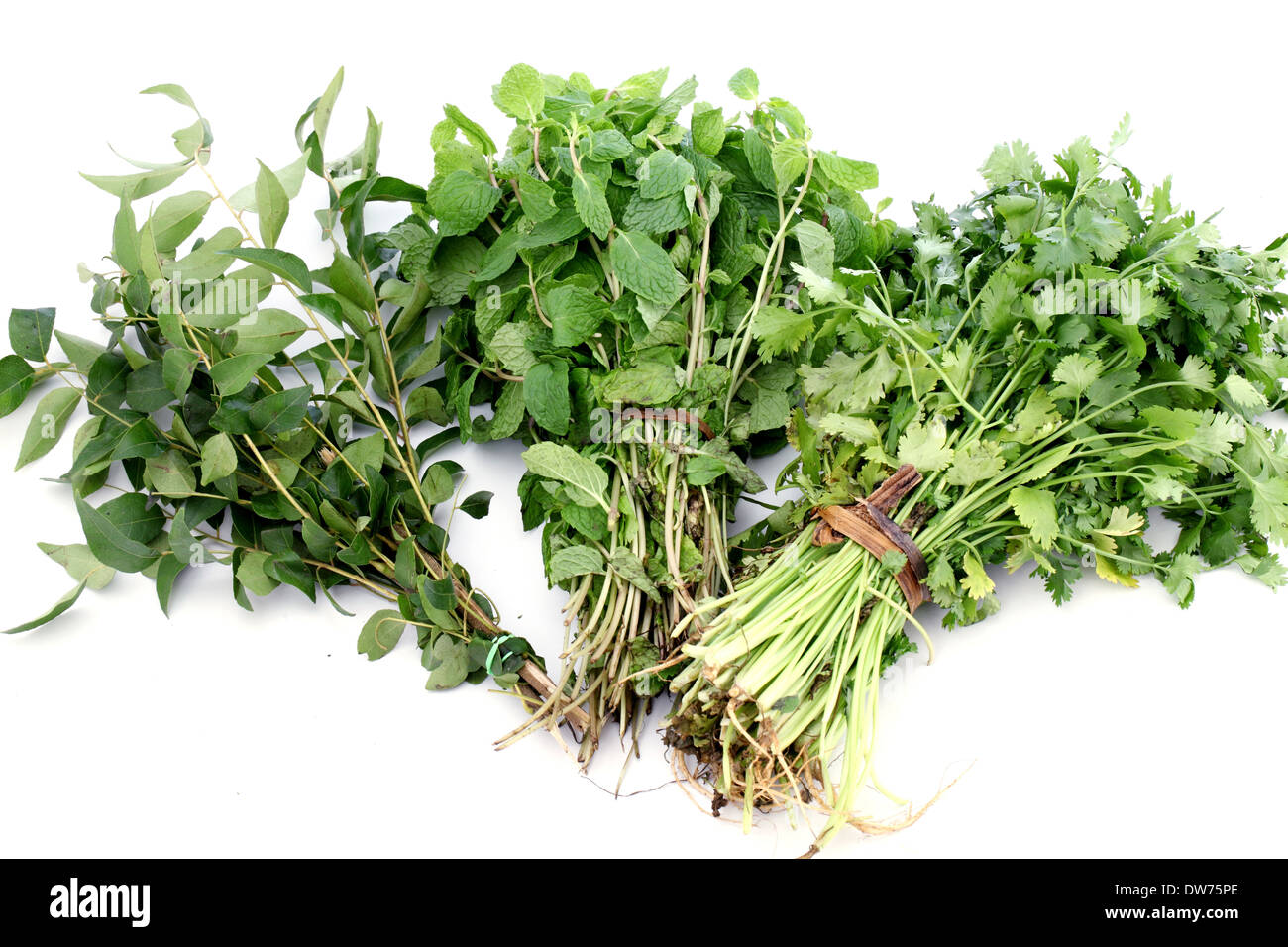 Curry leaves, mint leaves and Coriander leaves on white background Stock Photo