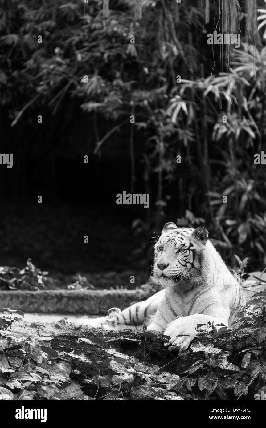White bengal tiger at the Singapore Zoo Stock Photo - Alamy