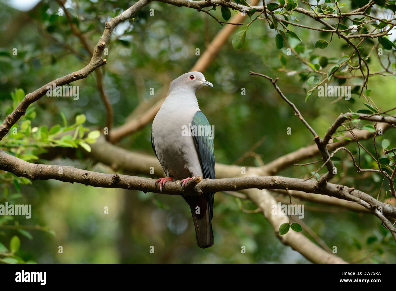 beautiful Green Imperial Pigeon (Ducula aenea) standing on branch Stock Photo