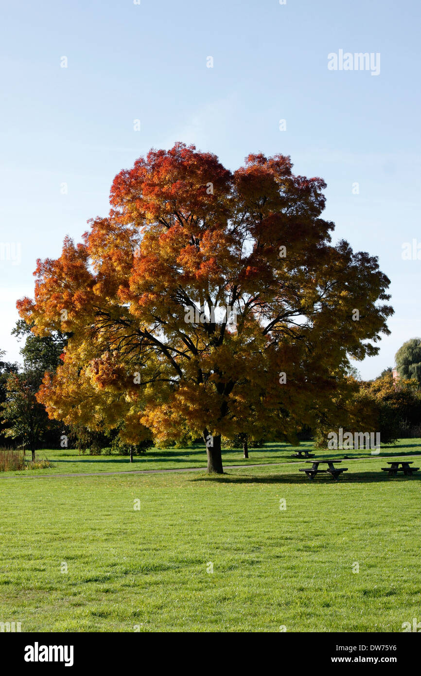 FRAXINUS AUGUSTIFOLIA RAYWOOD. AUTUMN ASH. Stock Photo
