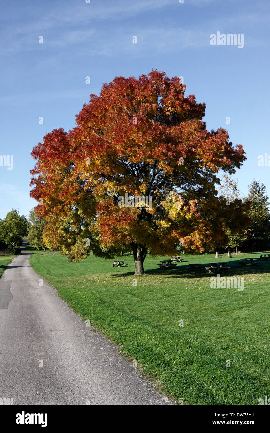 FRAXINUS AUGUSTIFOLIA RAYWOOD. AUTUMN ASH. Stock Photo