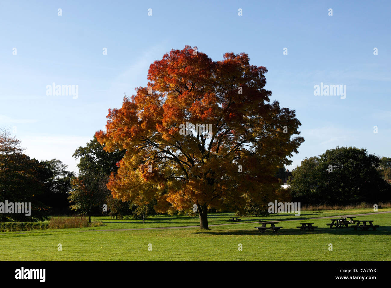 FRAXINUS AUGUSTIFOLIA RAYWOOD. AUTUMN ASH. Stock Photo