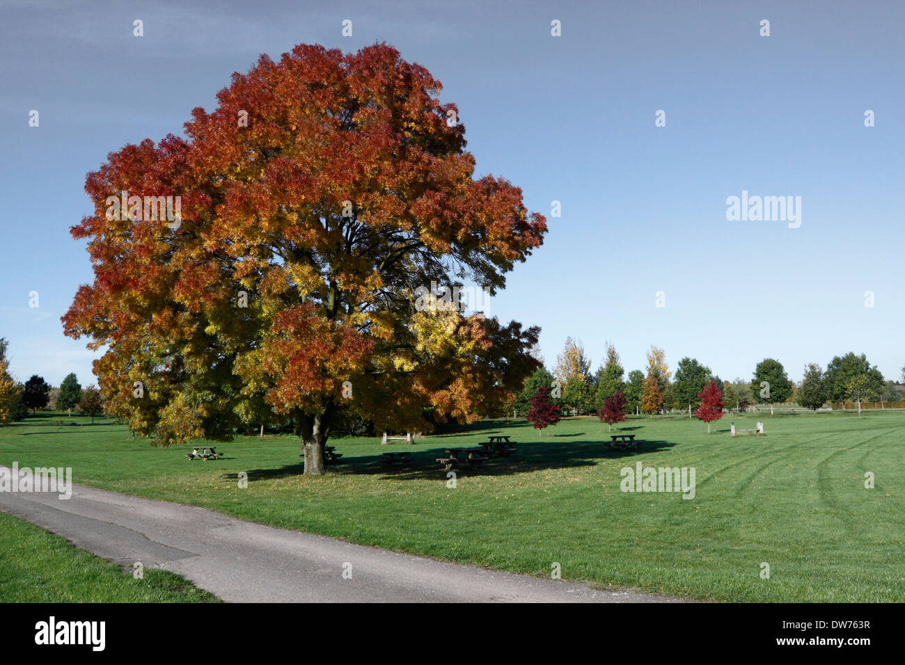 FRAXINUS AUGUSTIFOLIA RAYWOOD. AUTUMN ASH. Stock Photo