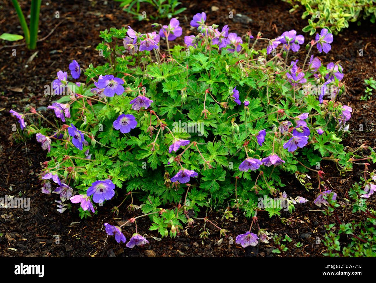 Geranium Rozanne Purple Flowers Flowering Geraniums Perennials Groundcover Cover Closeups Plant Portraits Stock Photo Alamy