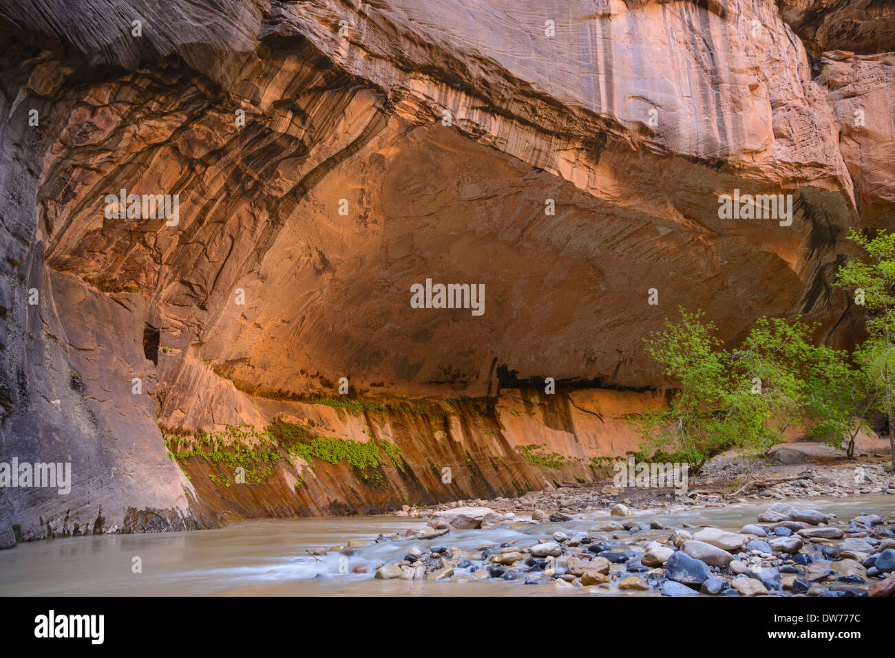 Virgin River Narrows, Zion National Park, Utah, USA Stock Photo