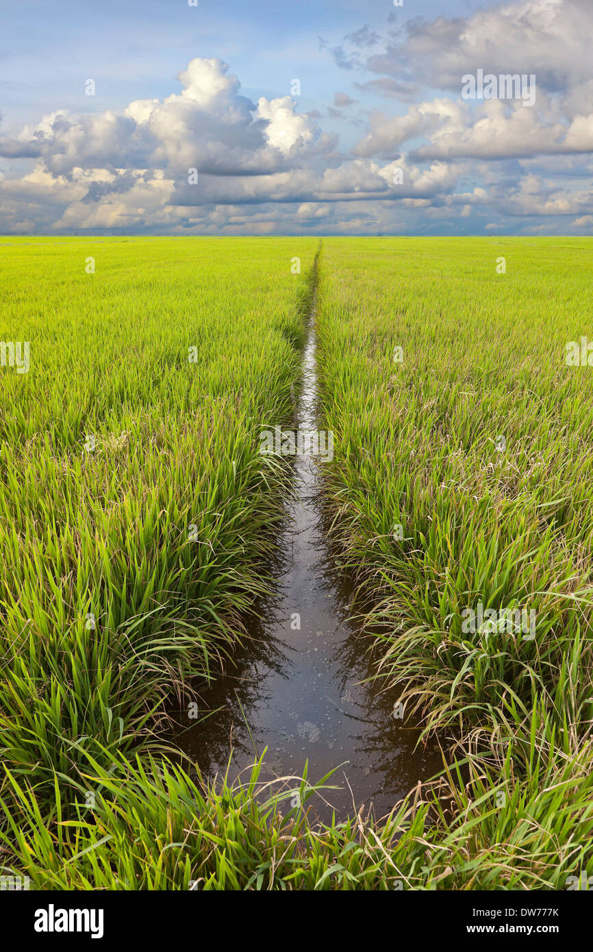 Padi fiels drainage ditch with growing rice lush green, dramatic sky landscape. Kedah, Malaysia Stock Photo