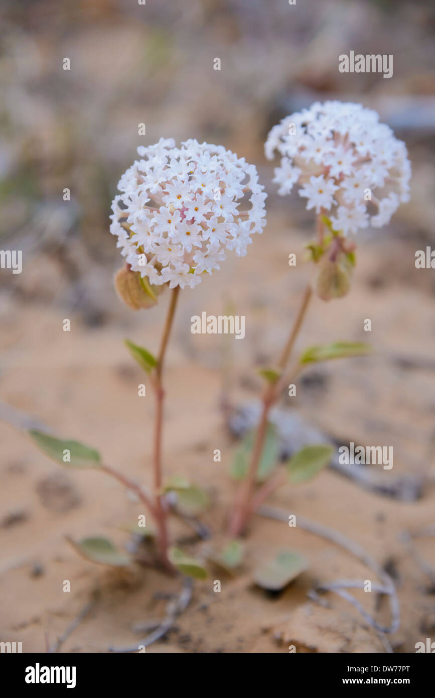 Fragrant Sand-Verbena, Abronia fragrans Nutt., Wildflowers, Zion National Park, Utah, USA Stock Photo