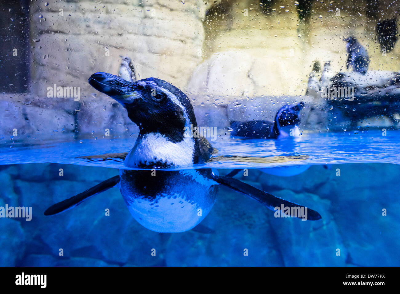 Penguin tank at Underwater Zoo aquarium at Dubai Mall in United Arab Emirates Stock Photo