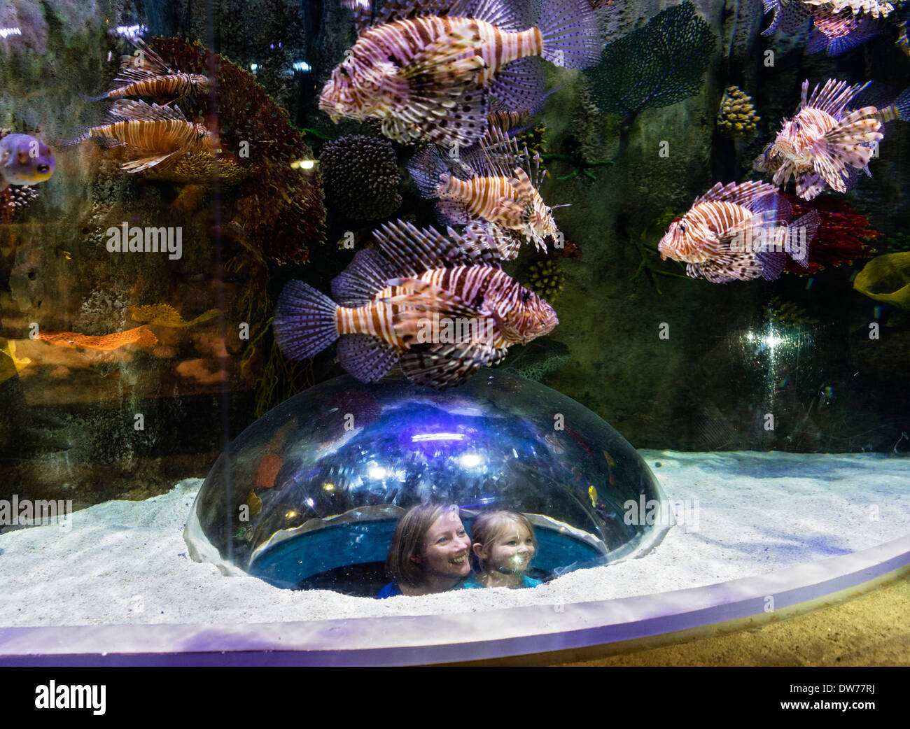 Tourists looking at Lion fish inside aquarium tank at Underwater Zoo aquarium at Dubai Mall in United Arab Emirates Stock Photo