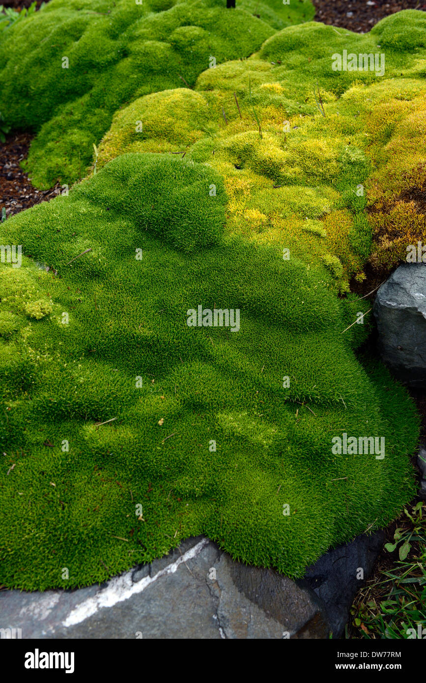 scleranthus biflorus groundcover plants foliage leaves green evergreens alpines creeping creepers ground cover covering rock Stock Photo