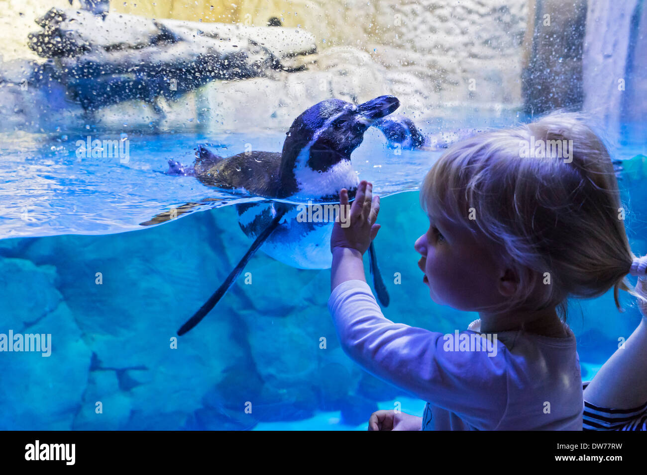 Girl and penguin at Underwater Zoo aquarium at Dubai Mall in United Arab Emirates Stock Photo