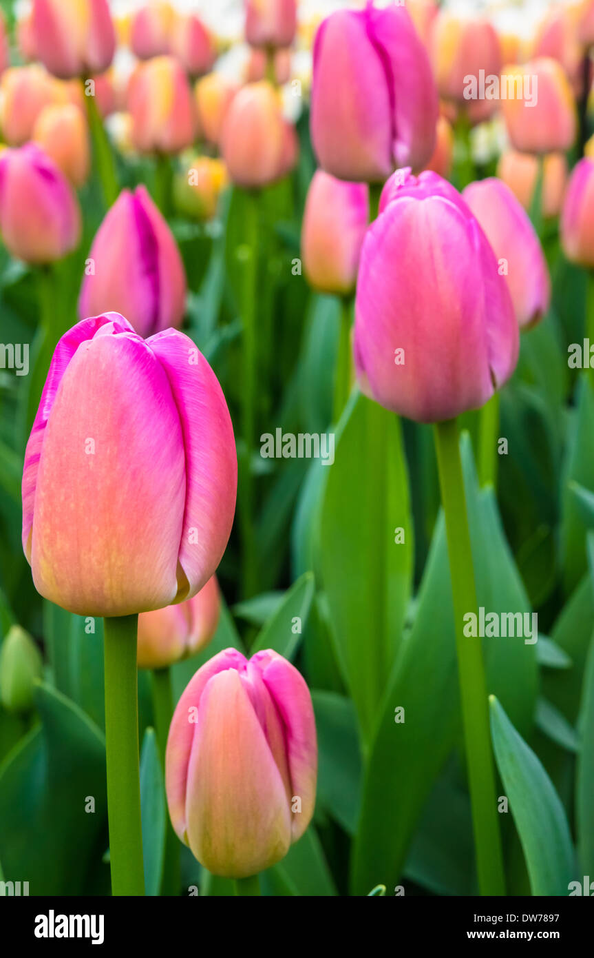 Pink flowers growing on field hi-res stock photography and images - Alamy