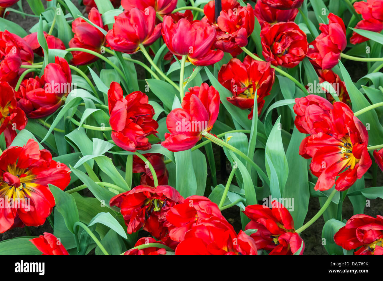 close up of wilting red tulips Stock Photo