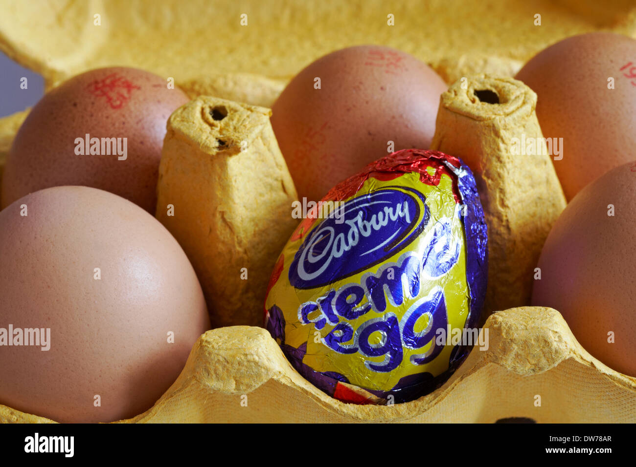 carton of free range eggs with one replaced by a Cadbury creme egg set on white background concept different, standing out from the crowd, odd one out Stock Photo