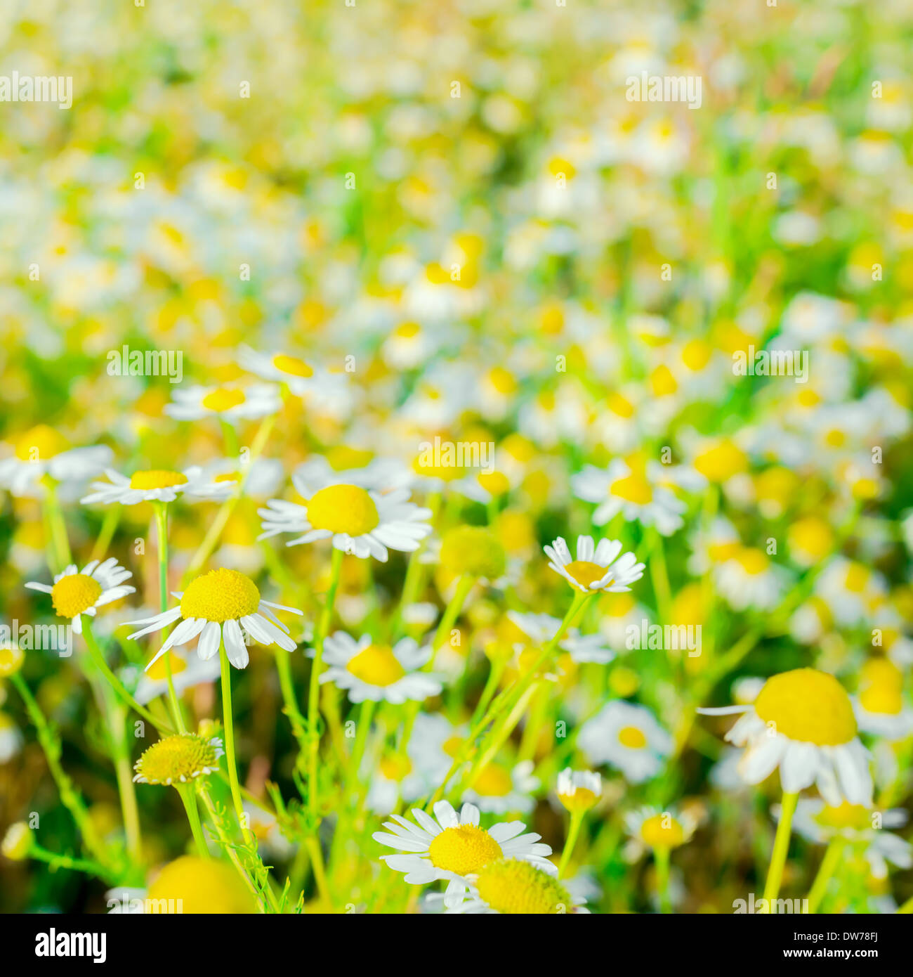 beautiful blooming fresh field of daisy flowers, background Stock Photo