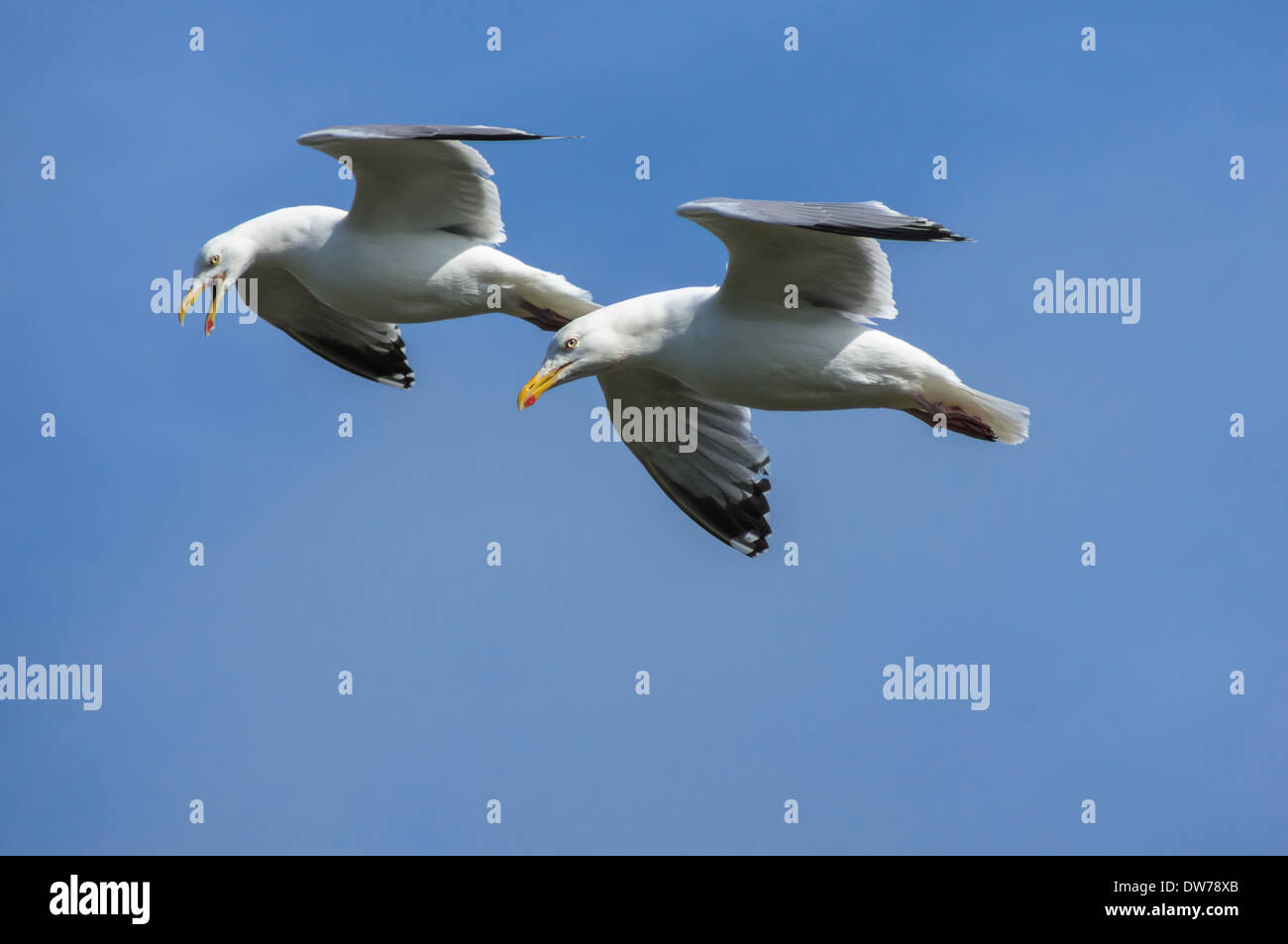 Two European herring gulls searching for food Stock Photo